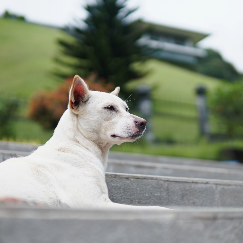 Οι άγνωστοι Αθηναίοι: Η ζωή των αδέσποτων σκύλων του κέντρου μέσα σε 76 λεπτά
