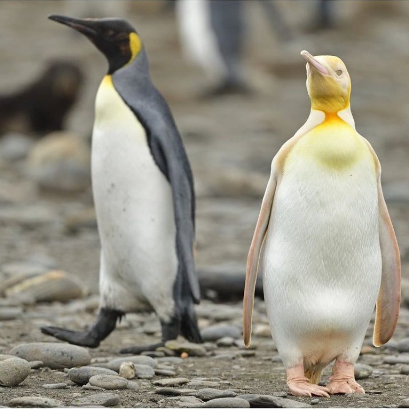 Νέο είδος κίτρινου πιγκουίνου προκαλεί σύγχυση στους βιολόγους