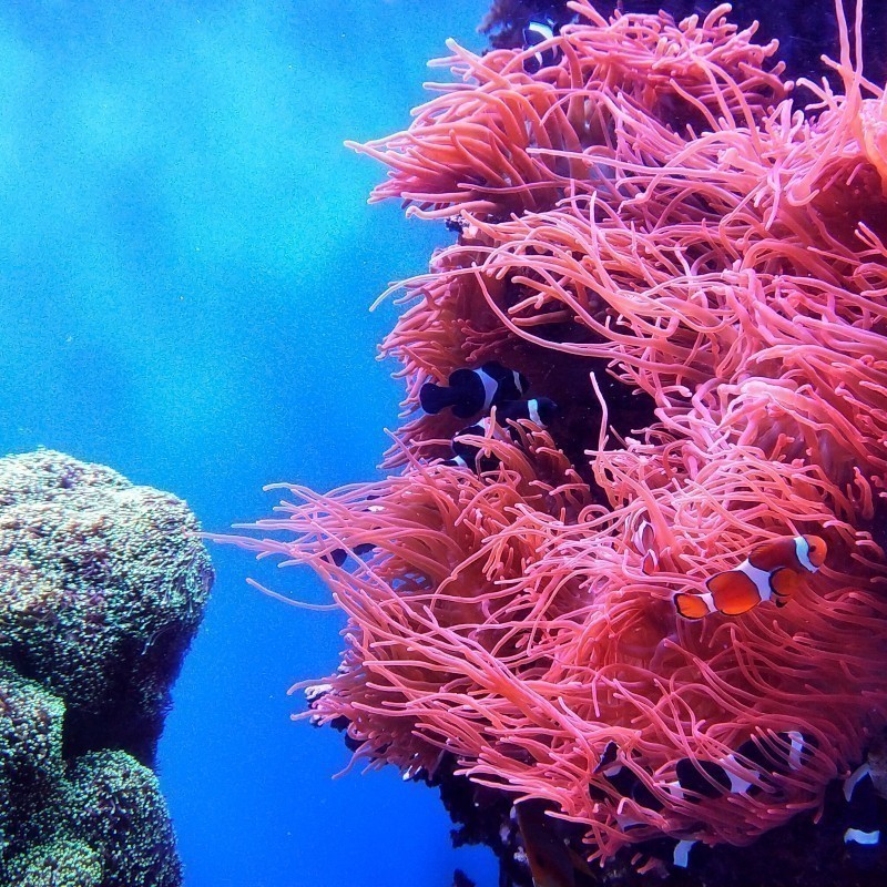 Η NASA δημιουργεί application για να σώσει τους κοραλλιογενείς υφάλους